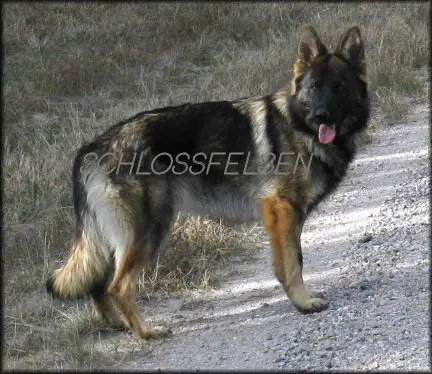 Schlossfelsens Kota vom Patchwork