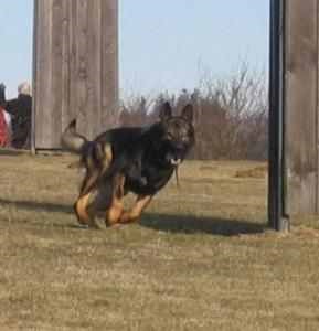 Clodo vom Gimpelwald