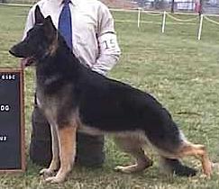 Mari-Fiori The Fever