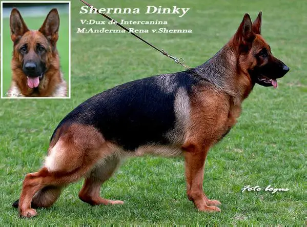 Shernaa Dinky