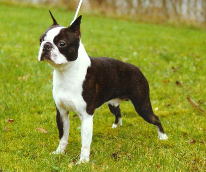 INTUCH SUCH USCH Sabe's Dandy Caballero