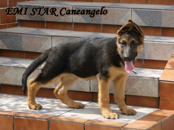 ETNA EMI Caneangelo