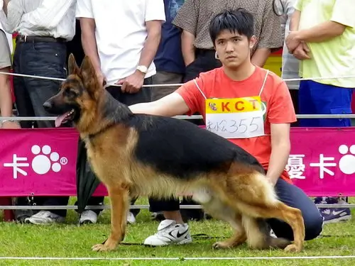 SG2 Caro of yongan Kennel