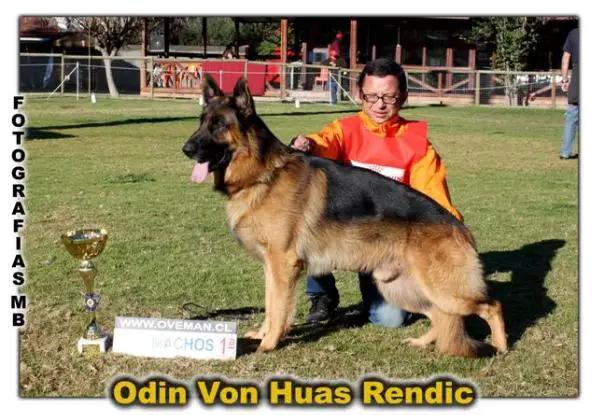 Odin Von Haus Rendic
