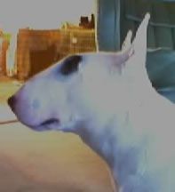 Bullyview Dancer