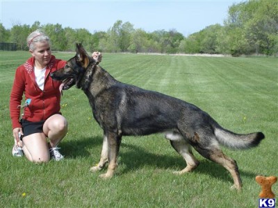 Brutus z Kociciho Dvora