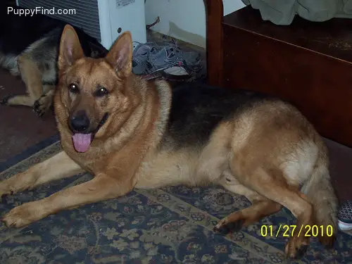 Thunder von Houndsfield