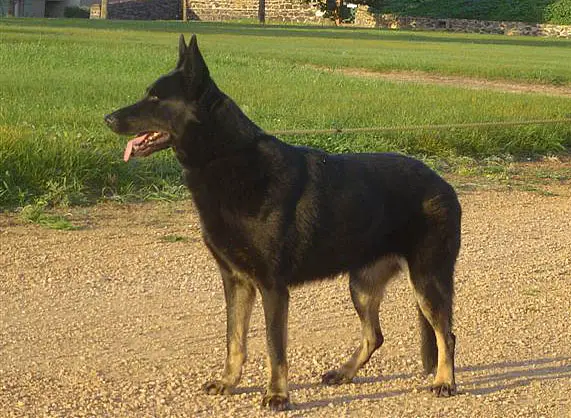 Orphee du domaine du baroeul