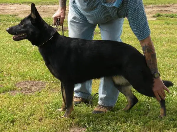 Angel vom Grunewaldsee