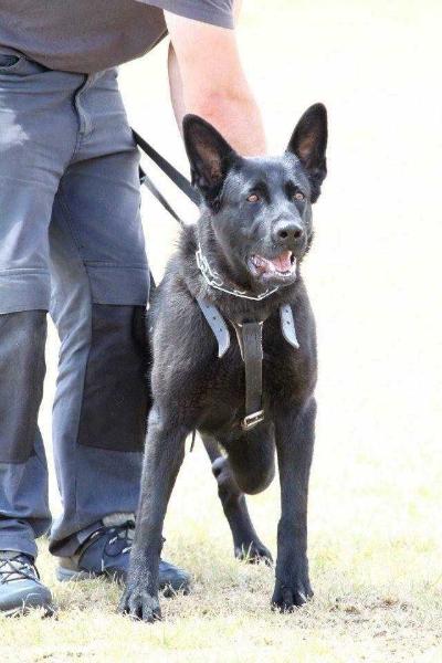 Resnonverba Bailey