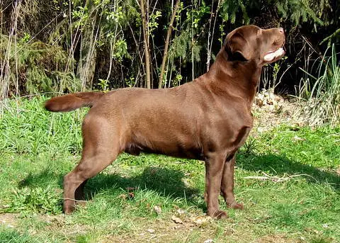CH Bon-Bon Chocolate Von Budilium Hof