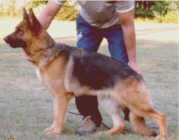 Lana von der Goldperle