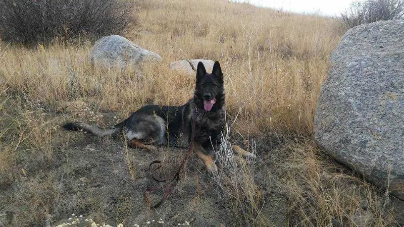 Max Von Morning View