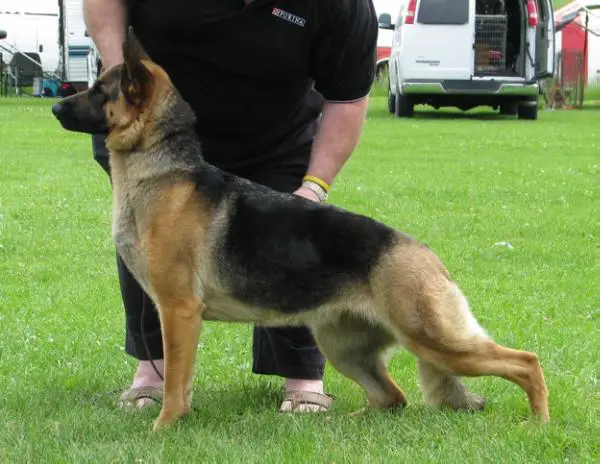 CH (CAN) Hellwigg's Fancy Free Of Gemini