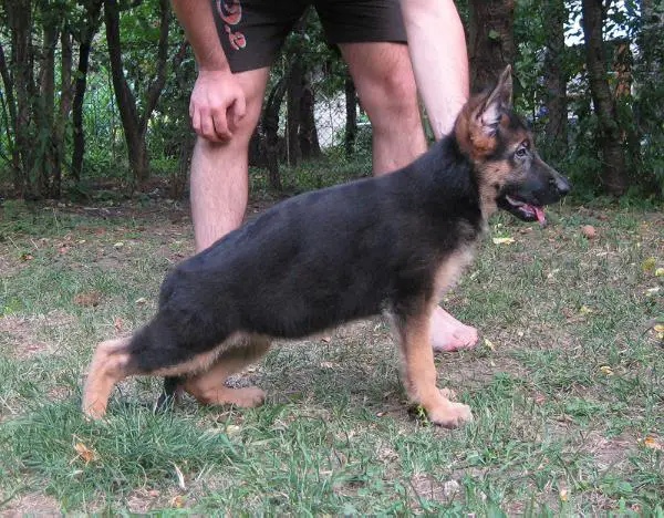 iVANA v.d. Alexander