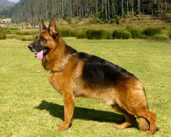 Karuso vom Fichtenschlag