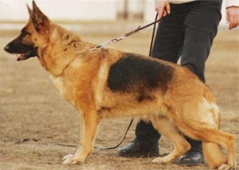 Tornados-Ostwind Zendi