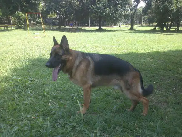 Ares do Monte Celeste