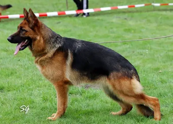 SG 28 BSZS 2009 Ginie von der Sudheimer Linde