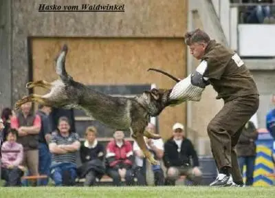 SG Hasko vom Waldwinkel