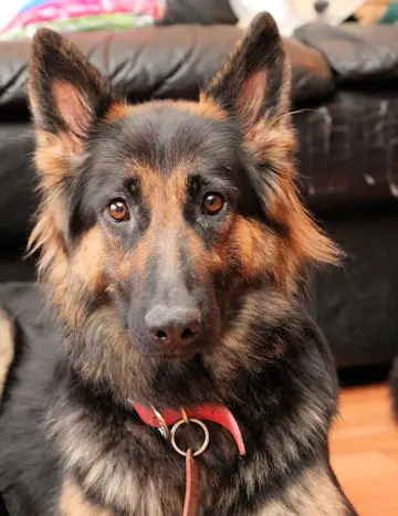 Sanjanna Vom Siegerhof