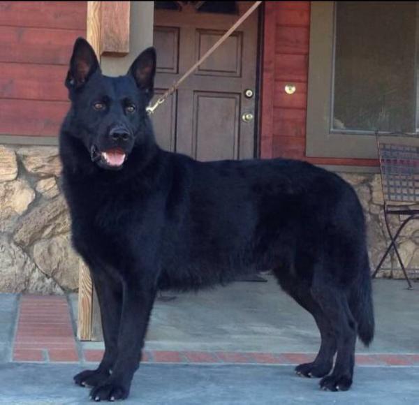 Buddy Harley Rocker App