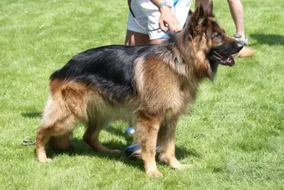 Ernie vom Haus Barrett