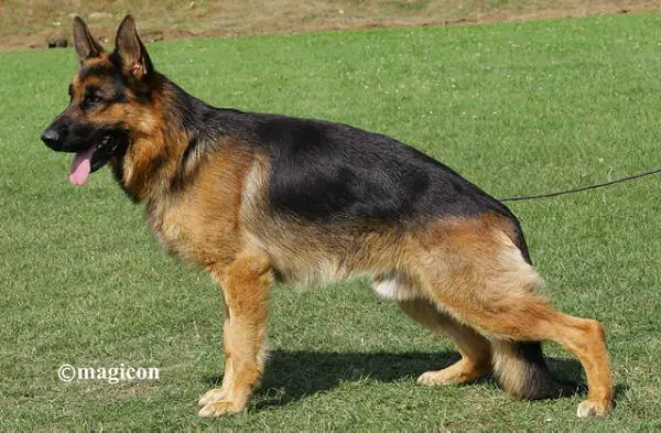 VA (USA) Vasco (2008)