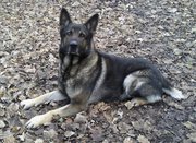 POLICE DOG (UK) VomKyna Bodo