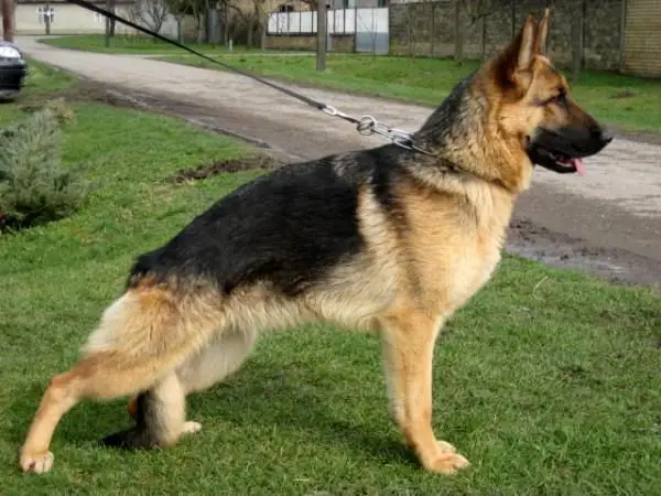 Elginger vom Sieger Dorf