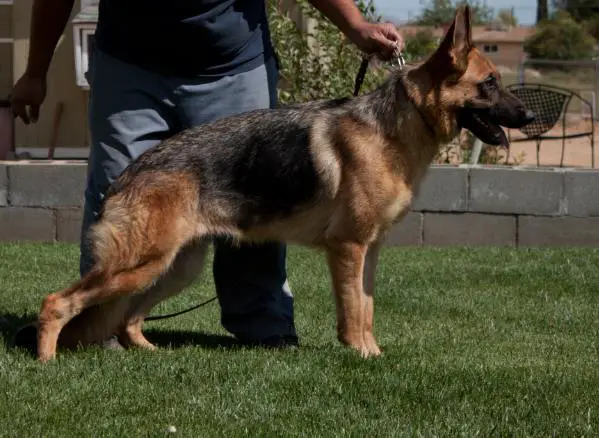 Farina II vom Hesperia Land