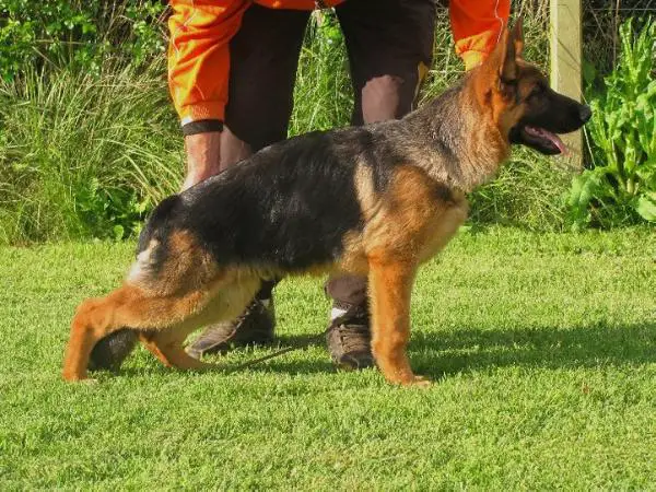 SG7 SIEGER ARG. 2011 Lodus Vom Kleinen Hölzchen