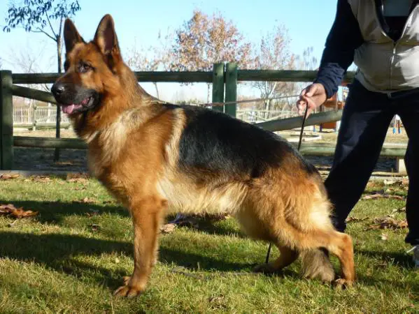 V (SG3 (ESP) 2011) Darko do Monticans