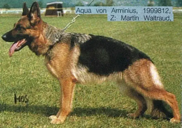 Aqua von Arminius