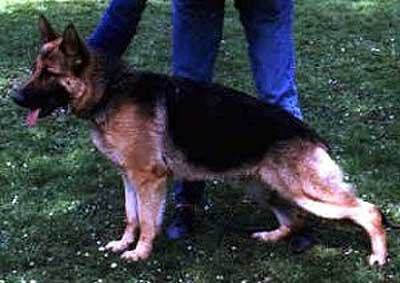 SG Twiggy von Arlett