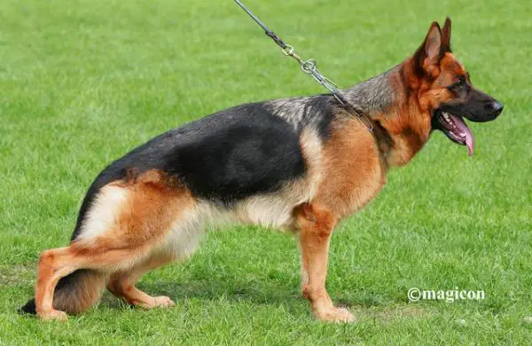 VA5 VA2(CN) Frau di Zenevredo