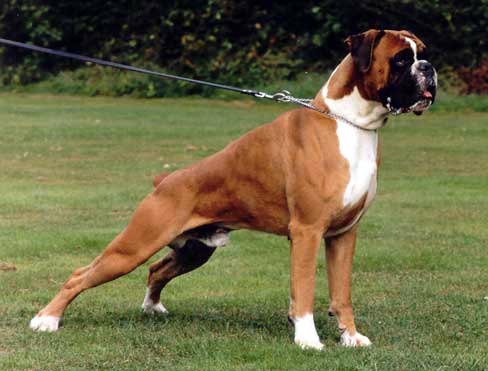 DUTCH CH Noyan van Alkaios