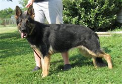 Mischa von Haus Mills