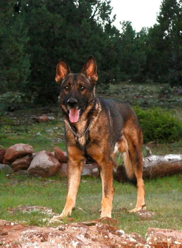 Chulo z Jirkova dvora ( Cheyenne)