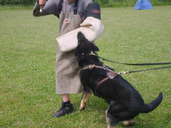 Sportshund Igor