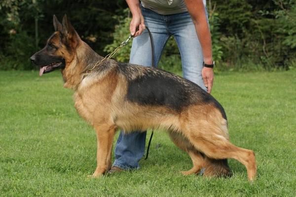 V Charlotta von der Grafenburg