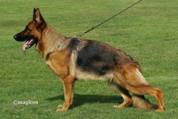 VA1(B) V25 BSZS 2013 Cyndy van Gafieger Hof