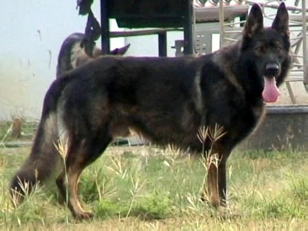 Xanthor, Prince vom Brashears