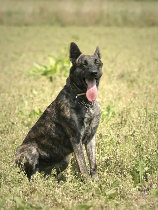 Brita od Sedícího koně