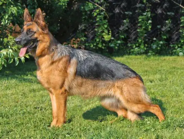 SG2 Fibi Ardelia (9 Mon.)