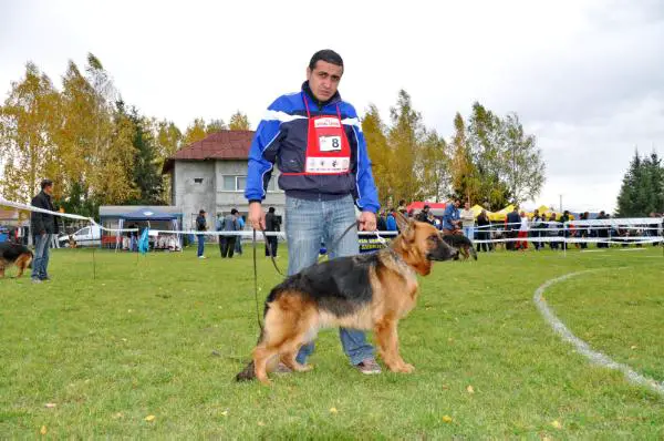 SG 2 CNCG Debra vom Haus Emy