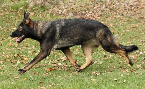 UKC CH, VP1, G Cashmere vom Boeselager