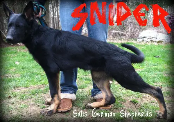 Att'n Salis Shooterz Lock N' Load