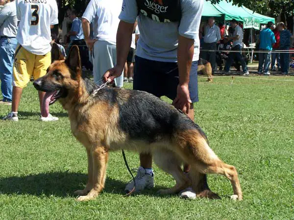 Windi Von Der Champs