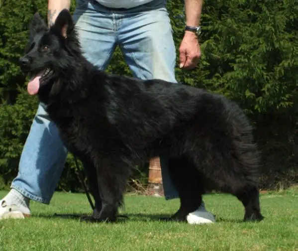 Coco-Chanel von Costa-Rica